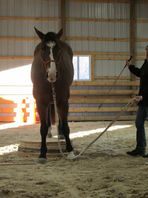 All of The Horse Clinic in Baker WV
